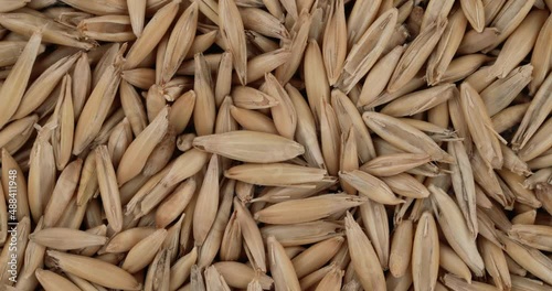 Top view of oat seeds rotating. Closeup. Macro.