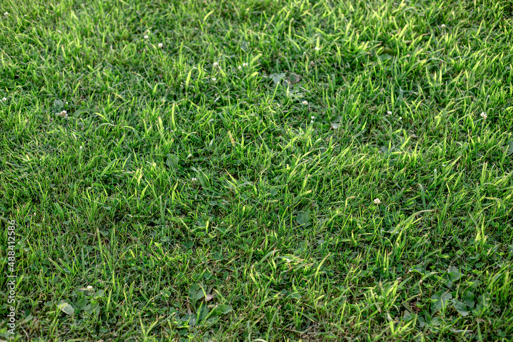 Dark green lawn in summer Dark green lawn in summer