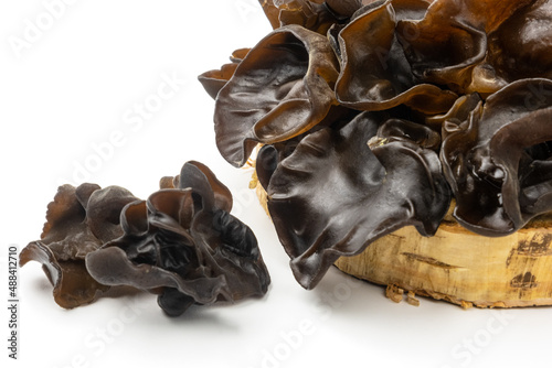 Muer mushrooms on wooden cross section isolated on white background. Jew`s ear mushrooms studio shot. Edible dark fungus - auricularia polytricha, also known as cloud ear, black mushroom, jelly fungus