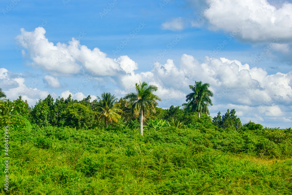 Cuban landscape with Royal Palm trees