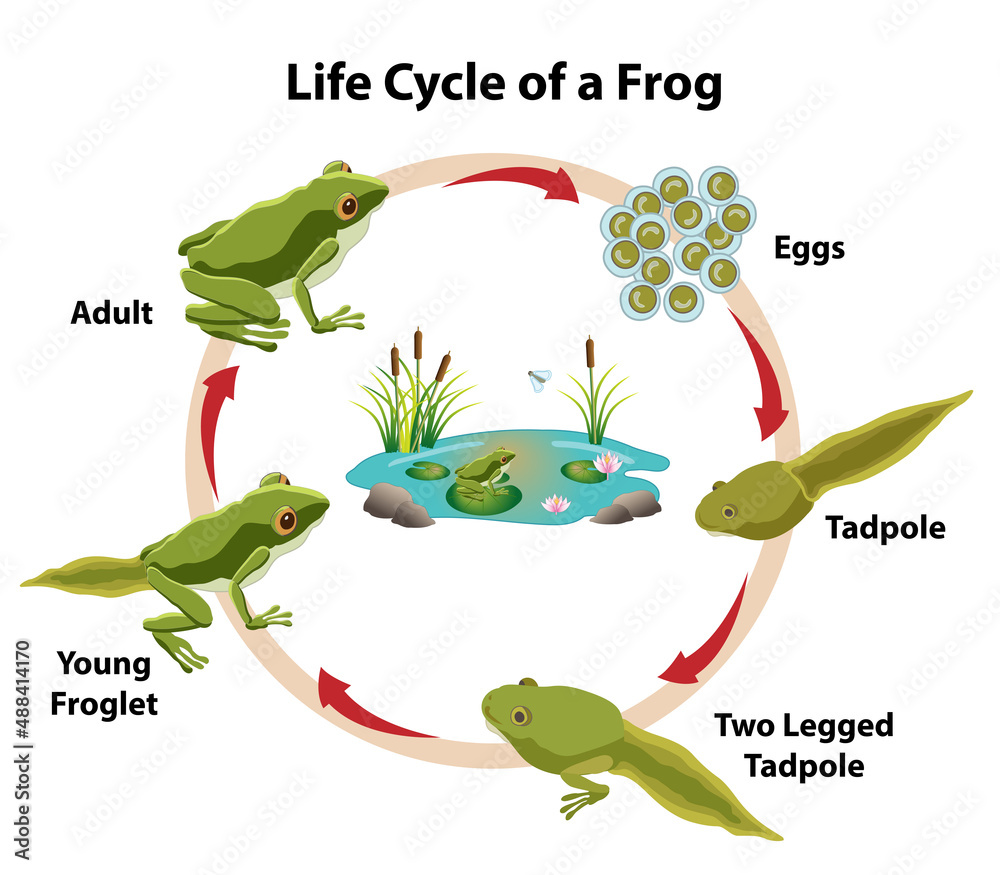 Frog Life Cycle with adult frog eggs tadpoles and young froglet