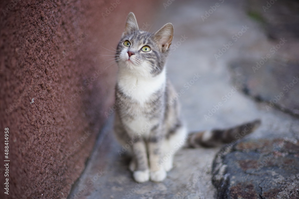 Naklejka premium very beautiful tortoiseshell cat sits near the house with a curious look