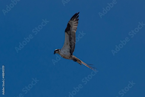 osprey in flight