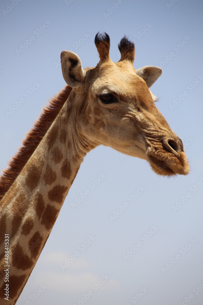 Portrait giraffe 