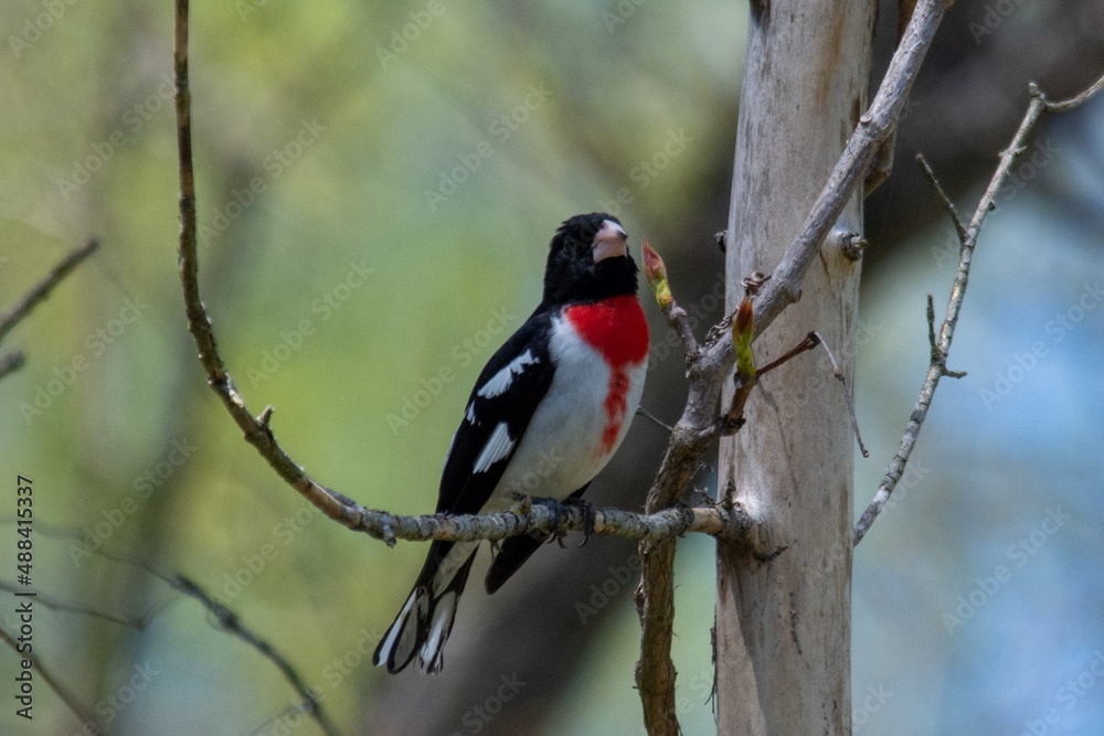 woodpecker on branch
