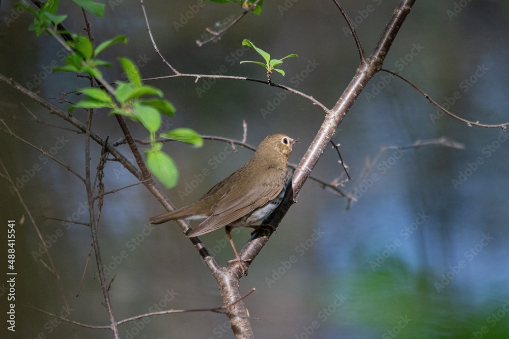 robin on a branch