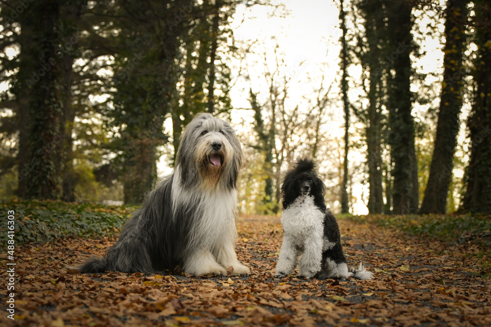 Bearded collie and poodle are sitting in the leaves. They are in nature. Autumn photo. Bearded collie and poodle are sitting in the leaves. They are in nature. Autumn photo.