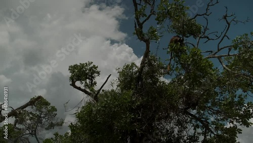 Red Colobus monkey high up on the tree branch