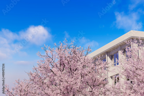 青空に咲く満開の桜と学校の校舎 / 学園ロケーション・卒業と入学・春の新生活のコンセプトイメージ / 3Dレンダリンググラフィックス photo