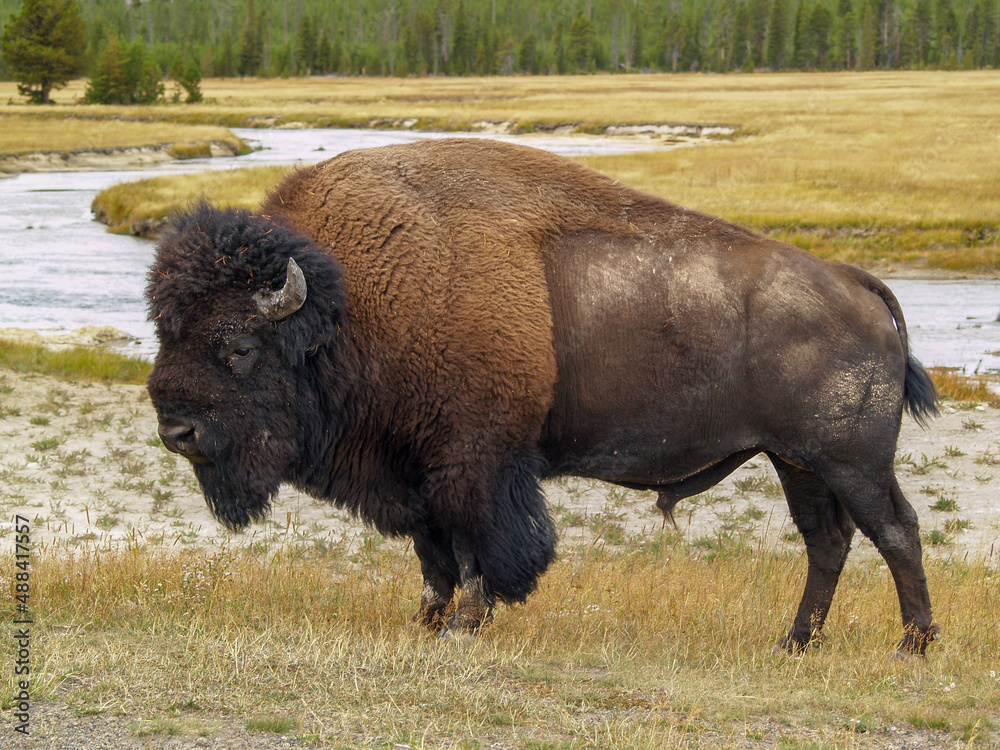 Amerikanischer Bison im Yellowstone Nationalpark