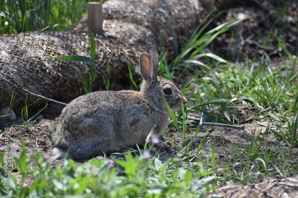 Fototapeta premium Rabbit in the grass in a park, in Fort Collins Colorado.