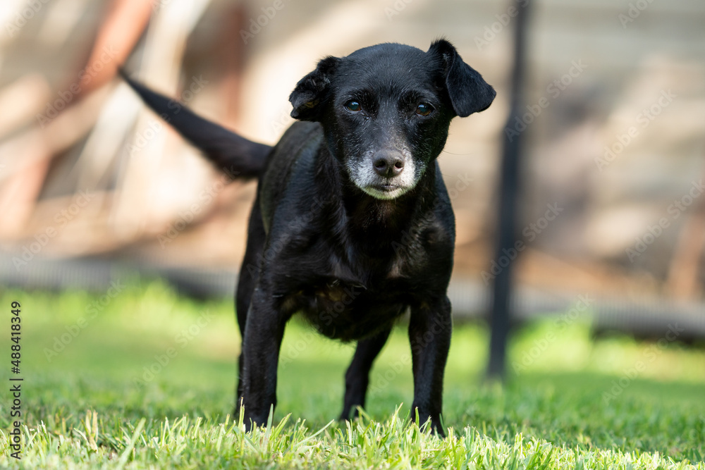 Domestic Pet Animals playing in the backyard and scratching around for toys, showing the comfort and love of a domestic pet and intrigue. Domestic Pet Animals playing in the backyard and scratching around for toys, showing the comfort and love of a domestic pet and intrigue.