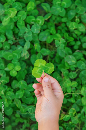 The child holds a clover in his hands. St.Patrick 's Day. Selective focus. © yanadjan