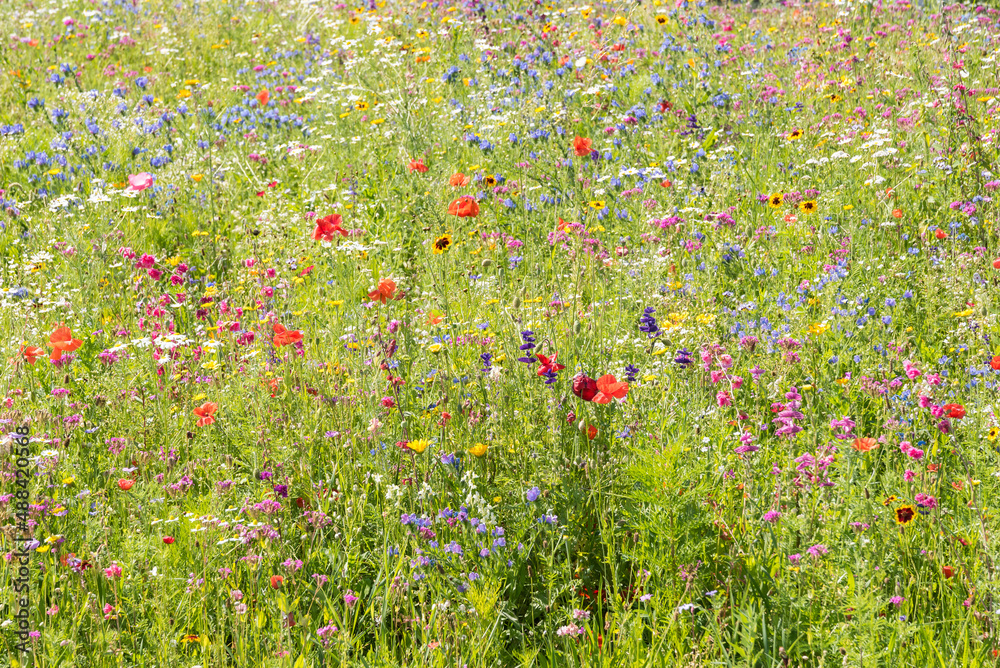 farbenfrohe und bunte Blumenwiese