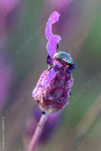 Beetle in its natural environment. photo