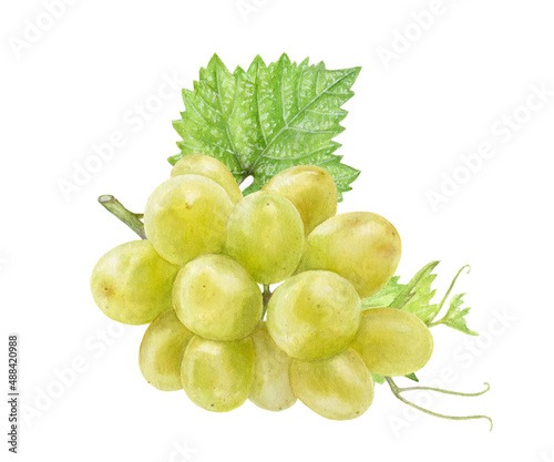 Valokuva White grape branch watercolor illustration isolated on white background