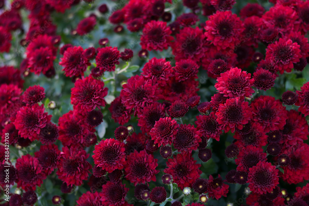 Flower of red chrysanthemums. Soft focus blur. Autumn floral background. Beautiful Autumn wallpaper of chrysanthemum flowers. Postcard,greetings. Banner  flowers .Top view. Texture and background. 