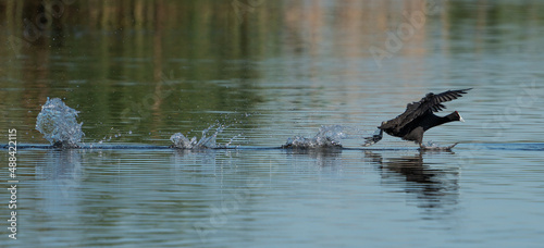 Tableau sur toile Red-knobbed coot running on the water to dominate another male away from the females