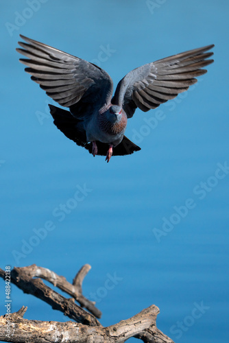 Columba livia domestica, Speckled Pigeon, Rock Pigeon in flight while trying to mate with a female and puffing its self up to make it more attractive.
