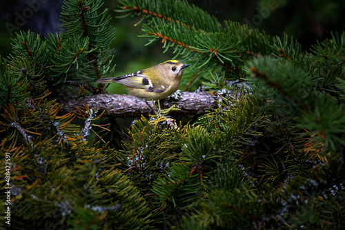 The goldcrest - Regulus regulus - is a very small passerine bird in the kinglet family. © Josef Cink