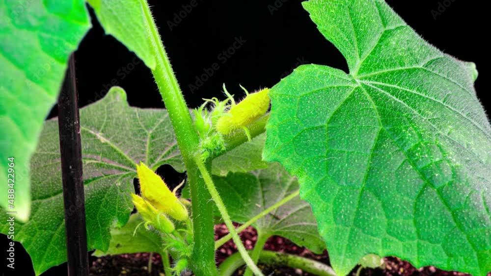 blooming cucumber. garden business. yellow flowers of cucumbers bloom on bush. flowering cucumbers grown in open ground. plantation of cucumbers. Growing cucumbers in greenhouses. 4k