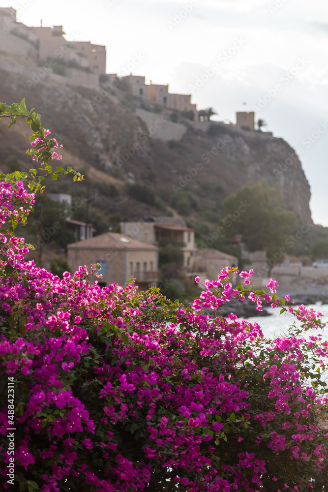 Greece. Limeni village, destination Mani Laconia, Peloponnese. Pink flower bougainvillea. Vertical
