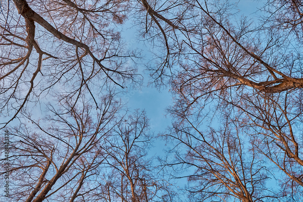Bottom view of bare branches and trees without leaves against a blue sky Bottom view of bare branches and trees without leaves against a blue sky