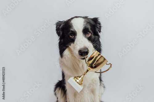 Cute puppy dog border collie holding gold champion trophy cup in mouth isolated on white background. Winner champion funny dog. Victory first place of competition. Winning or success concept