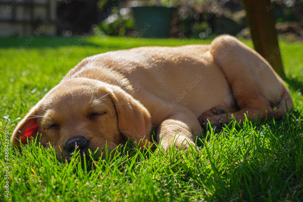 puppy sleeping in the grass