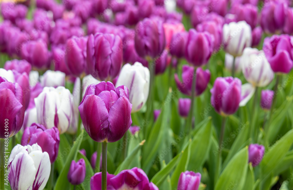 Field of white and purple tulips. Lots of tulips growing spring flowers in the garden. Place for text with congratulations.