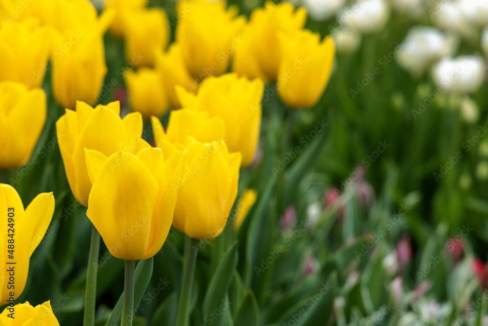 Yellow tulips in the garden. Place for text with congratulations. Yellow tulips in the garden. Place for text with congratulations.