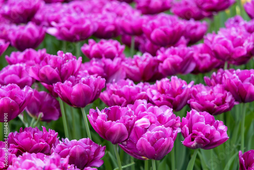 Field of fluffy purple tulips. Lots of tulips growing spring flowers in the garden. Place for text with congratulations.