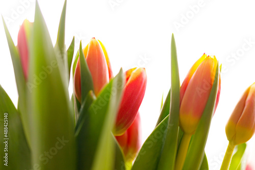 Lovely tulips bunch  floral border. Layout for springtime holidays. Mother day greeting card.