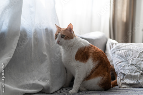 brown and white cat with yellow eyes sitting on a gray sofa by the window