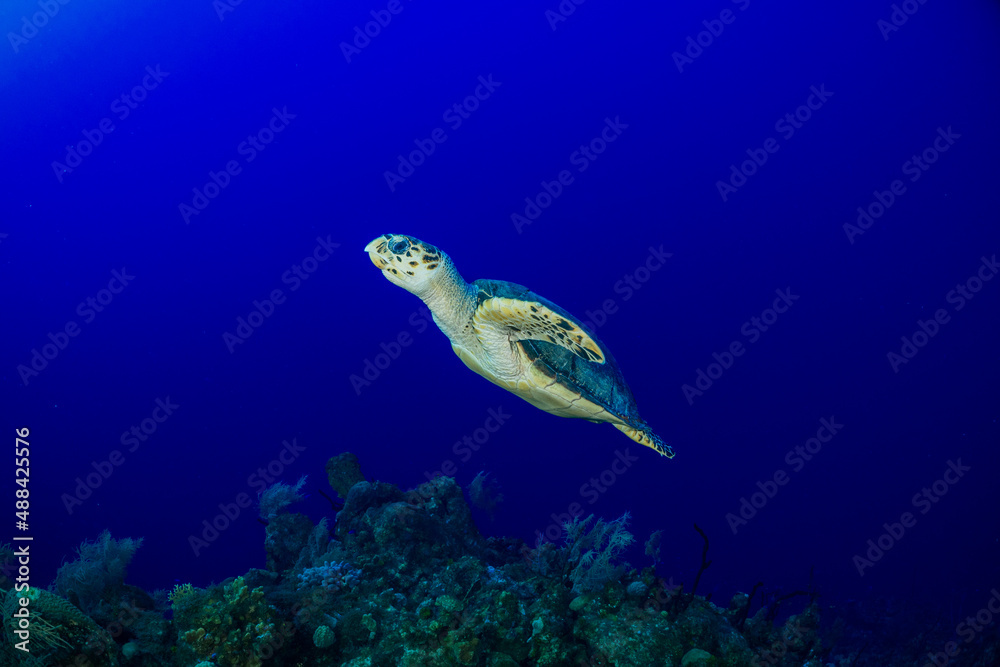 Fototapeta premium A lone hawksbill turtle in the deep blue ocean swims up off the tropical Caribbean reef towards the surface of the sea where it will breath again before submerging once more