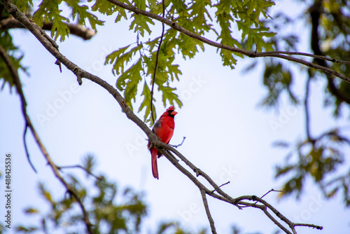 Photography Red cardinal song bird sitting in a tree in Ohio