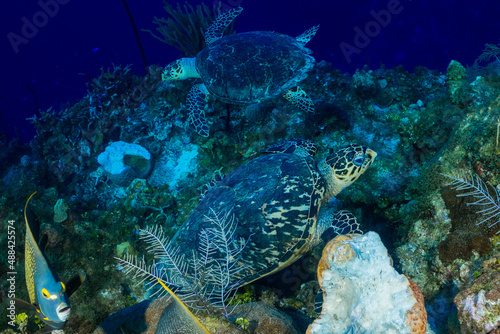a pair of hawksbill turtles circle each other while close to the tropical Caribbean reef in the Cayman Islands. These docile creatures are very much loved by scuba divers in the area