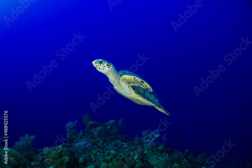 A lone hawksbill turtle in the deep blue ocean swims up off the tropical Caribbean reef towards the surface of the sea where it will breath again before submerging once more