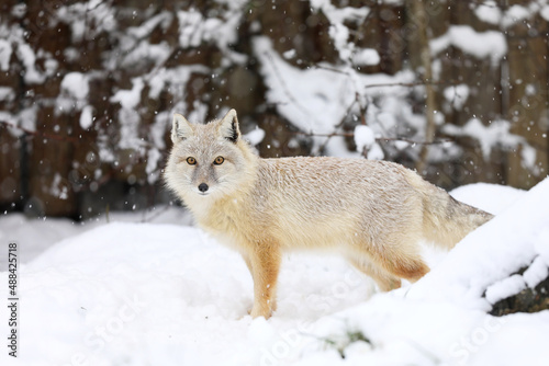 Corsac Fox, Vulpes corsac, in the nature habitat, found in steppes, semi-deserts and deserts in Central Asia © sci