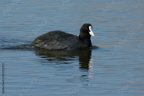 Eurasian Coot (Fulica atra) swimming