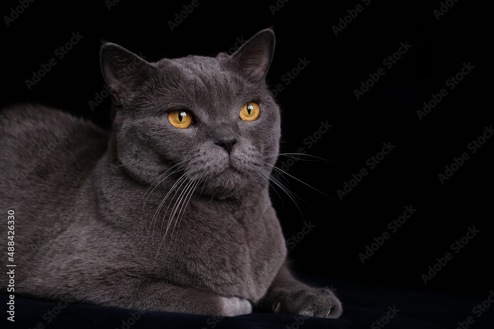 A gray Shorthair cat with yellow eyes looking at the camera. British shorthair cat with blue-gray fur and yellow eyes.