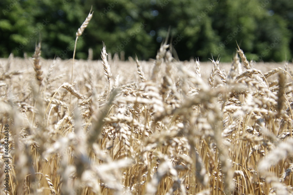 Fototapeta premium Grain weed field in summer time