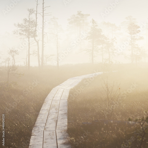 A wooden pathway trough the coniferous forest in a thick mysterious fog at sunrise. Cenas tirelis, Latvia. Sunlight through the old tree trunks. Idyllic autumn landscape. Natural tunnel, fairy scene photo