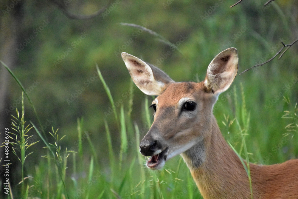 Cute Deer With his Mouth Open in the Summer