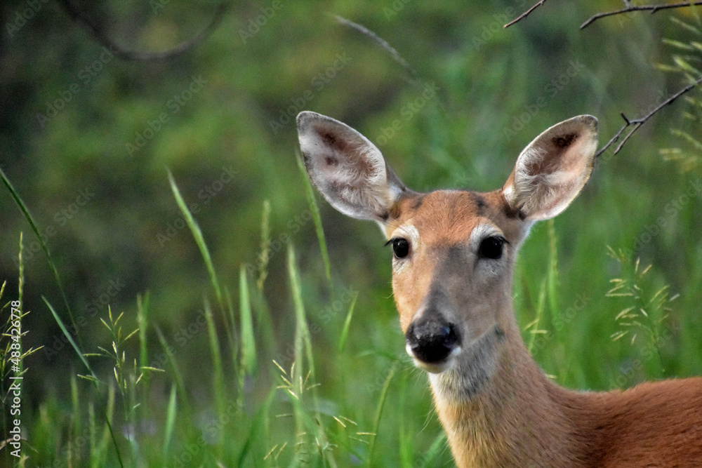 Looking into the Sweet Face of a Young Doe Looking into the Sweet Face of a Young Doe