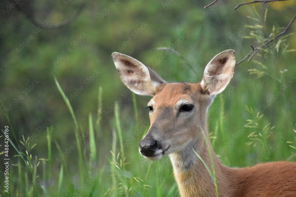 Very Sweet Face of a Deer in the Woods Very Sweet Face of a Deer in the Woods
