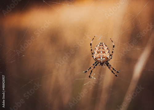 Portrecik -Krzyżak ogrodowy – gatunek pająka z rodziny krzyżakowatych. Nazwa pochodzi od charakterystycznego białego krzyża na odwłoku. Występowanie: Europa, Bliski Wschód, Turcja, Kaukaz, Rosja, Iran