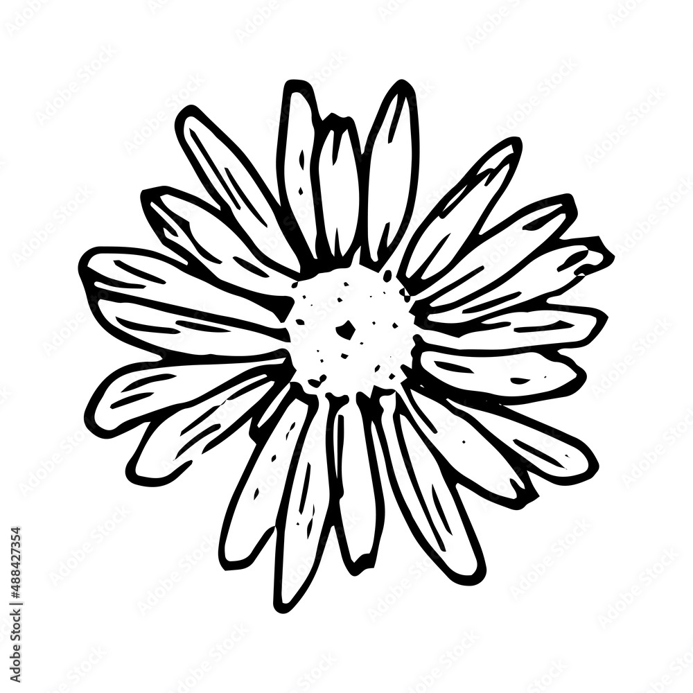 chamomile flower top view. wild daisy flower sketch drawing, isolated outline in black, top view