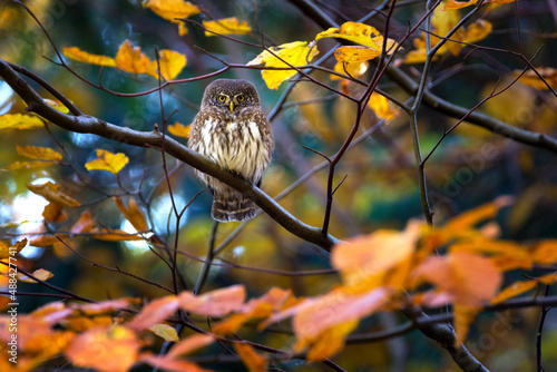 The Eurasian pygmy owl - Glaucidium passerinum - is the smallest owl in Europe photo