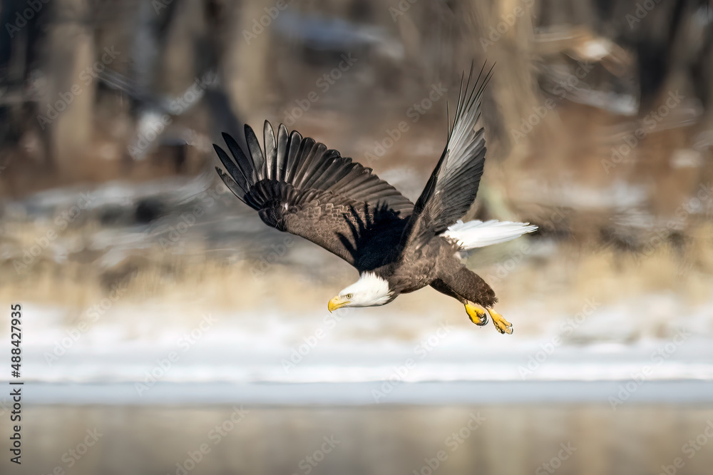 eagle in flight